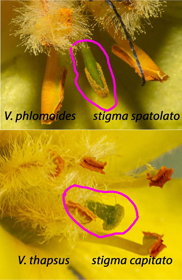 Verbascum phlomoides